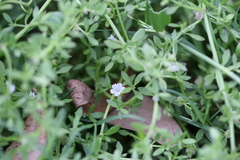 Dentella repens